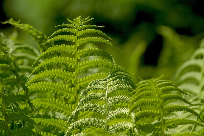 Urban Plants
